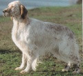 Setter Anglais SIDI DU GRAND BERGOIN Setter Anglais SIDI DU GRAND BERGOIN